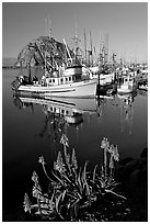 Flowers, fishing boats,and Morro Rock, morning. Morro Bay, USA (black and white)