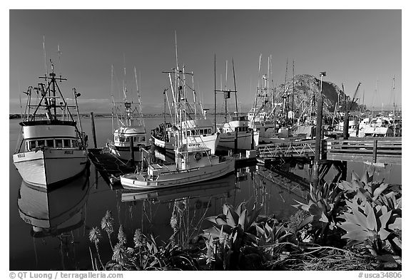 Flowers, harbor, and Morro Rock, morning. Morro Bay, USA (black and white)