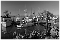 Flowers, harbor, and Morro Rock, morning. Morro Bay, USA ( black and white)