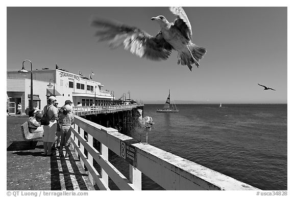 Seagull landing, Wharf. Santa Cruz, California, USA (black and white)