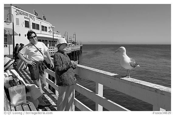 Tourists looking at a seagull on the wharf. Santa Cruz, California, USA (black and white)