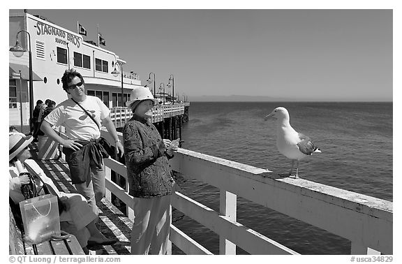 Visitors looking at a seagull on the wharf. Santa Cruz, California, USA