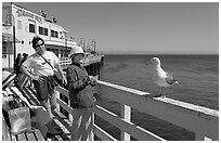 Tourists looking at a seagull on the wharf. Santa Cruz, California, USA (black and white)