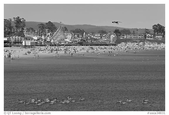 Pelicans, beach, and amusement park. Santa Cruz, California, USA