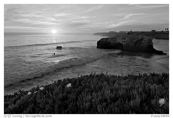 Iceplant and seastack, Natural Bridges State Park, sunset. Santa Cruz, California, USA (black and white)