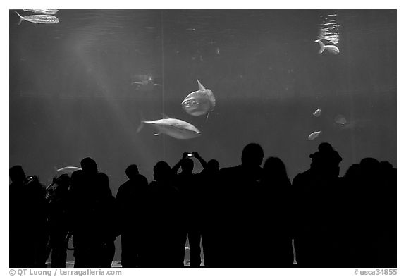 Watching the one-million-gallon open-ocean aquarium, Monterey Bay Aquarium. Monterey, California, USA