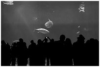 Watching the one-million-gallon open-ocean aquarium, Monterey Bay Aquarium. Monterey, California, USA ( black and white)