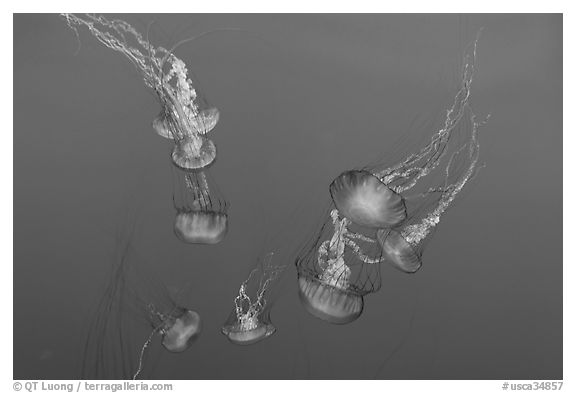 Sea Nettle Jellyfish at the Monterey Bay Aquarium. Monterey, California, USA (black and white)