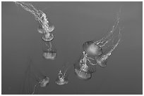 Sea Nettle Jellyfish at the Monterey Bay Aquarium. Monterey, California, USA (black and white)