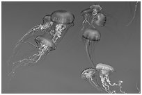 Graceful jellies, Monterey Bay Aquarium. Monterey, California, USA ( black and white)