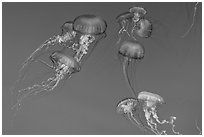 Graceful jellies, Monterey Bay Aquarium. Monterey, California, USA (black and white)