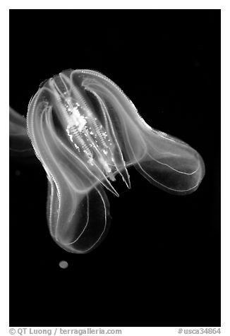 Flower hat jelly, Monterey Bay Aquarium. Monterey, California, USA