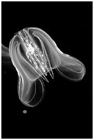 Flower hat jelly, Monterey Bay Aquarium. Monterey, California, USA (black and white)