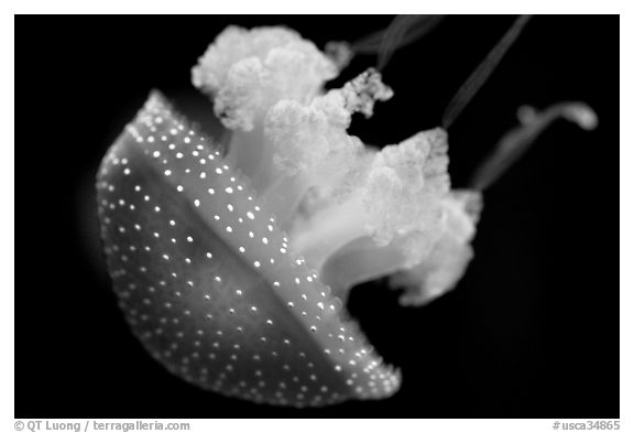 Blue jelly, Monterey Bay Aquarium. Monterey, California, USA (black and white)