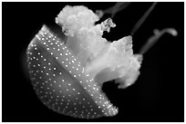 Blue jelly, Monterey Bay Aquarium. Monterey, California, USA (black and white)