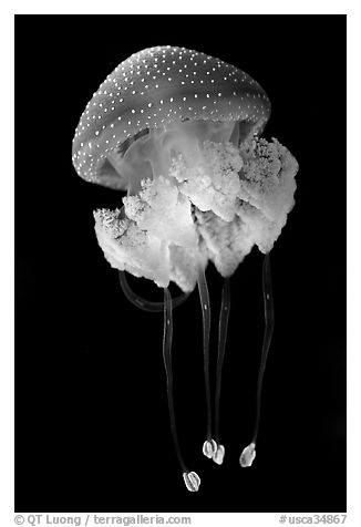 Blue jellyfish, Monterey Bay Aquarium. Monterey, California, USA (black and white)