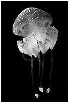 Blue jellyfish, Monterey Bay Aquarium. Monterey, California, USA ( black and white)