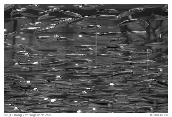 Swarm of Anchovies, Monterey Bay Aquarium. Monterey, California, USA (black and white)