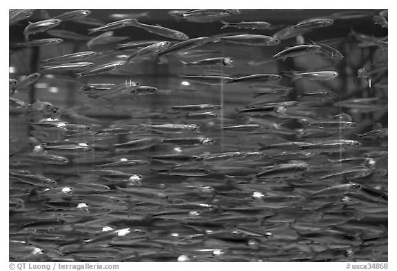 Swarm of Anchovies, Monterey Bay Aquarium. Monterey, California, USA