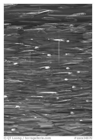 Anchovies swimming in circles, Monterey Bay Aquarium. Monterey, California, USA (black and white)