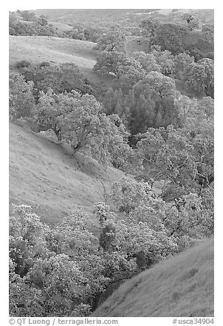 Oaks and hills in late spring. San Jose, California, USA