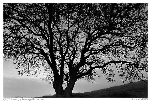 Oak tree silhouetted at sunset. San Jose, California, USA