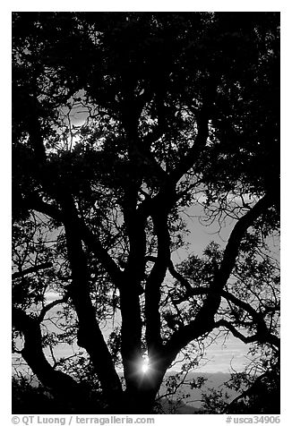 Oak tree and sun. San Jose, California, USA (black and white)