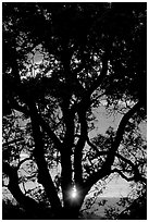 Oak tree and sun. San Jose, California, USA (black and white)