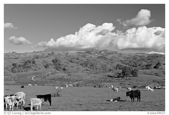 Cows in pasture below Mount Hamilton Range. San Jose, California, USA