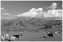 Cows in pasture below Mount Hamilton Range. San Jose, California, USA (black and white)