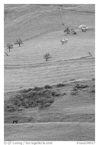 Hillside pastures in spring, Mount Hamilton Range foothills. San Jose, California, USA (black and white)