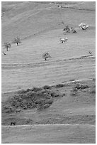 Hillside pastures in spring, Mount Hamilton Range foothills. San Jose, California, USA (black and white)