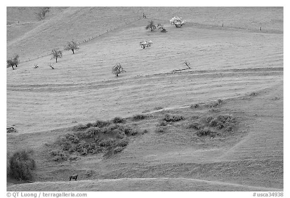 Hillside farmlands in spring, Mount Hamilton Range foothills. San Jose, California, USA (black and white)