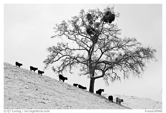 Cows and tree with mistletoe on snowy hill, Mount Hamilton Range foothills. San Jose, California, USA (black and white)