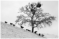 Cows and tree with mistletoe on snowy hill, Mount Hamilton Range foothills. San Jose, California, USA (black and white)