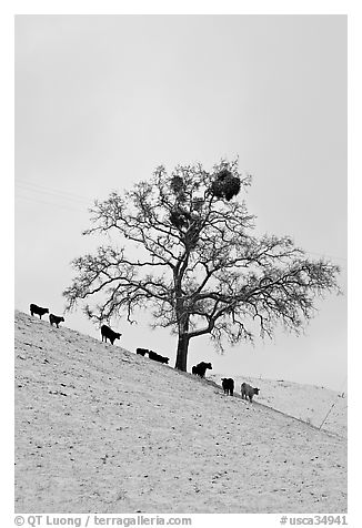 Cows and oak tree on snow-covered slope, Mount Hamilton Range foothills. San Jose, California, USA (black and white)