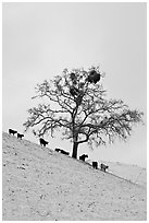 Cows and oak tree on snow-covered slope, Mount Hamilton Range foothills. San Jose, California, USA ( black and white)