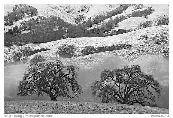 Two oaks and snowy hills, Joseph Grant Park. San Jose, California, USA (black and white)