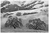 Two oaks and snowy hills, Joseph Grant Park. San Jose, California, USA (black and white)