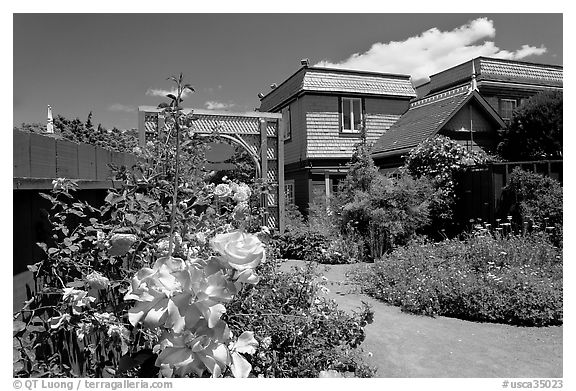 Roses in backyard. Winchester Mystery House, San Jose, California, USA (black and white)