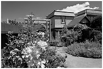 Roses in backyard. Winchester Mystery House, San Jose, California, USA ( black and white)