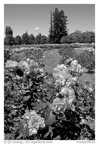 Roses, Municipal Rose Garden. San Jose, California, USA (black and white)