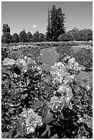 Roses, Municipal Rose Garden. San Jose, California, USA ( black and white)