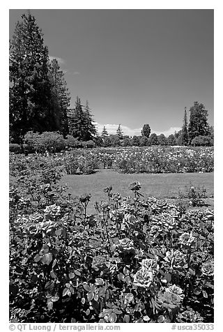 Red roses, Municipal Rose Garden. San Jose, California, USA