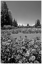 Red roses, Municipal Rose Garden. San Jose, California, USA (black and white)