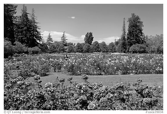 San Jose  Rose Garden. San Jose, California, USA