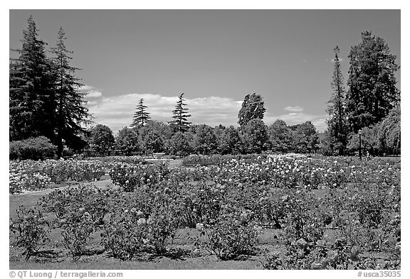 Roses and pine trees, Municipal Rose Garden. San Jose, California, USA