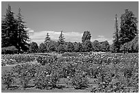 Roses and pine trees, Municipal Rose Garden. San Jose, California, USA (black and white)
