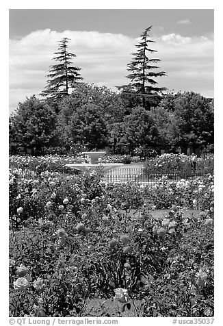 Roses and fountain, Municipal Rose Garden. San Jose, California, USA