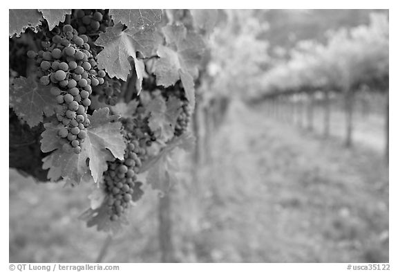 Grapes in vineyard, Gilroy. California, USA (black and white)